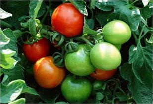 网红偶遇西红柿视频,现场直播引发网友热议