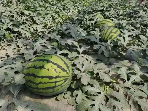 寿光屯田吃瓜,瓜田飘香，丰收乐享