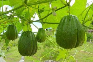 佛手瓜腾可以吃吗,可食用的绿色宝藏